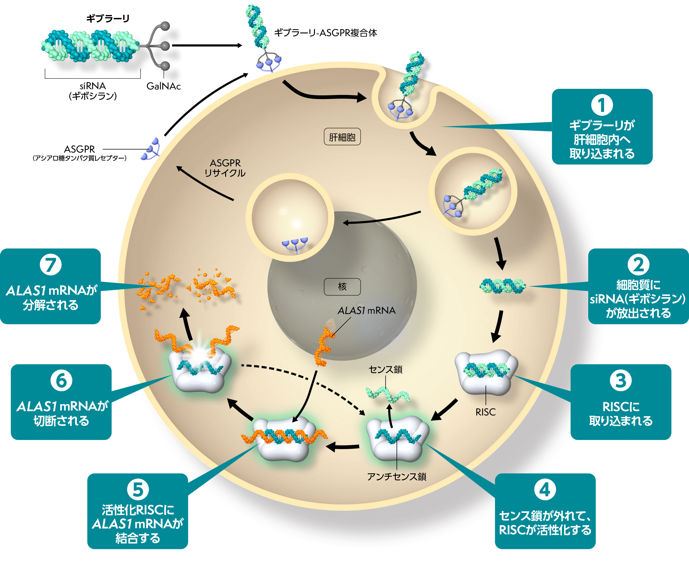 ギブラーリの作用機序